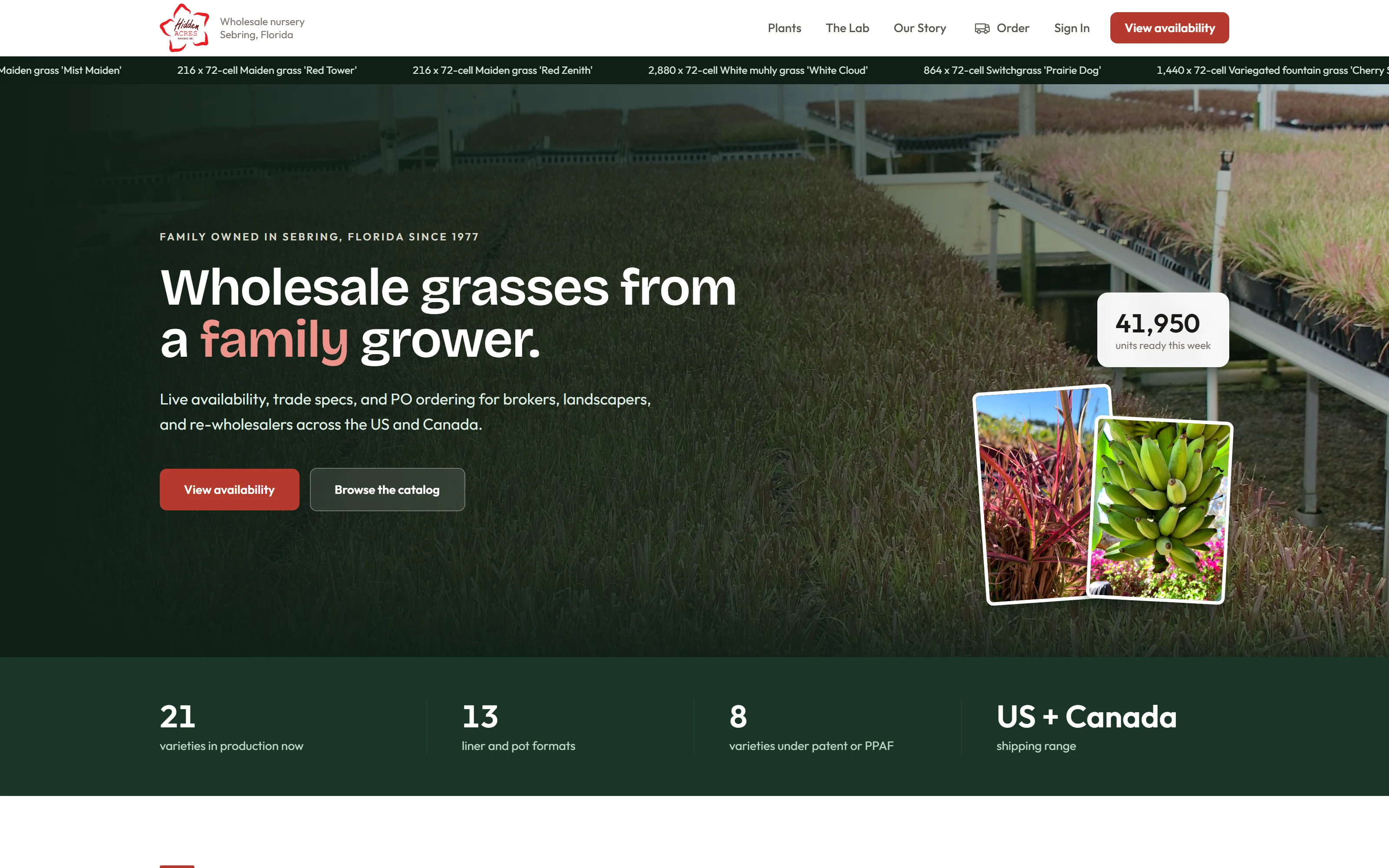 Hidden Acres Nursery website hero: rows of nursery grasses behind the headline Wholesale grasses from a family grower, with live availability counts